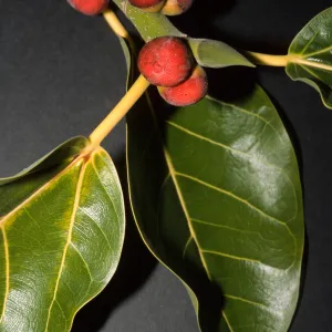 Ficus benghalensis