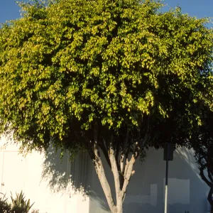 Ficus benjamina