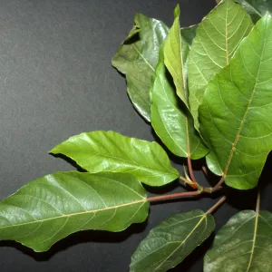 Ficus capensis