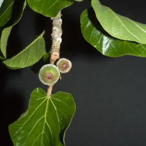 ficus gnaphalocarpa