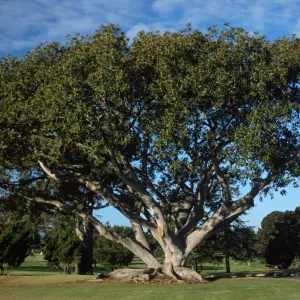Ficus macrophylla