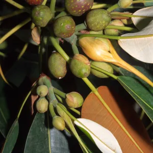 Ficus macrophylla