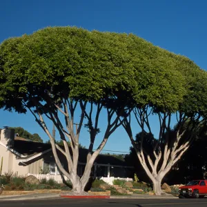 Ficus microcarpa