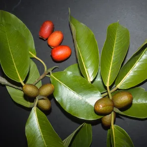 Ficus mysorensis ssp. subrepanda