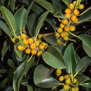 Ficus ruibiginosa