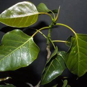 Ficus rumphii