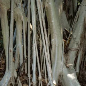 Ficus thonningii