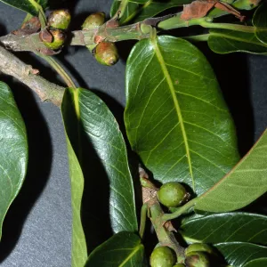 Ficus thonningii