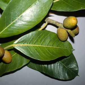 Ficus vogelii