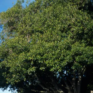 Ficus watkinsiana