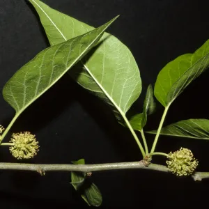 Maclara pomifera