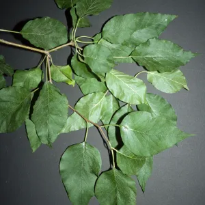 Maclura pomifera