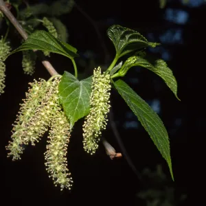 Morus alba