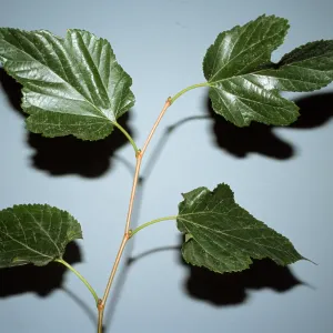 Morus alba