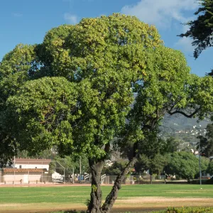Myoporum laetum