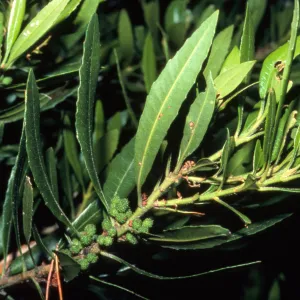 Myrica californica