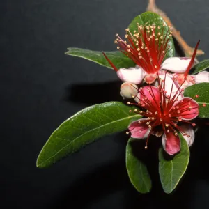 Acca sellowiana, also Feijoa sellowiana