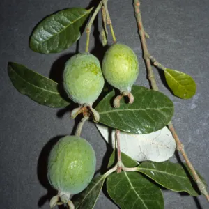 Acca sellowiana, also Feijoa sellowiana