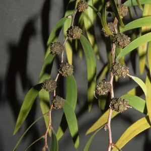 Agonis flexuosa