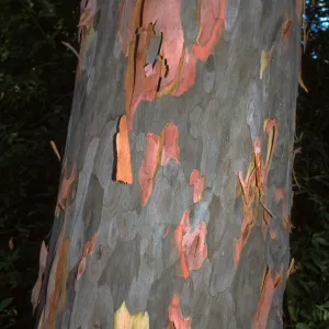 Angophora costata
