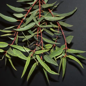 Angophora costata