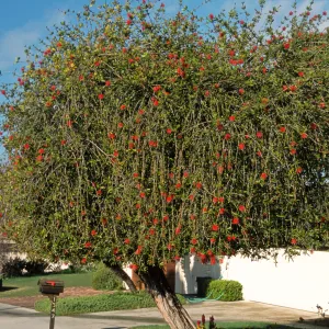 Callistemon citrinus