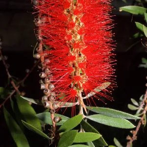 Callistemon citrinus