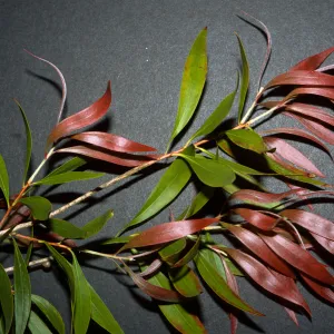 Callistemon salignus