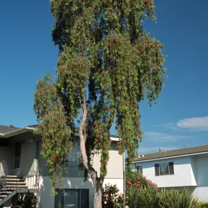 Callistemon viminalis