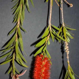 Callistemon viminalis