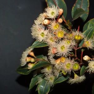Corymbia calophylla, also called Eucalyptus calophylla