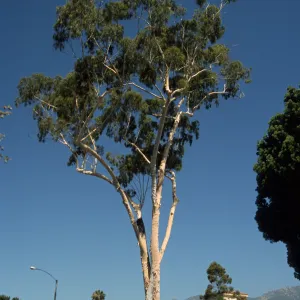 Corymbia citriodora, also called Eucalyptus citriodora