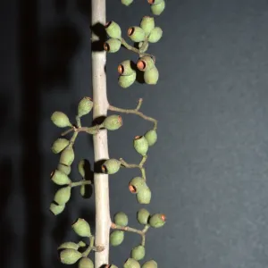 Corymbia citriodora, also called Eucalyptus citriodora