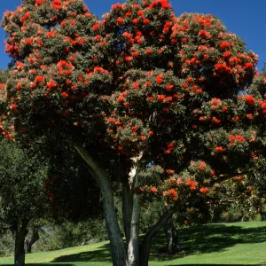 Corymbia ficifolia, also called Eucalyptus ficifolia