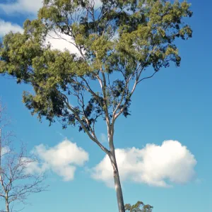 Corymbia maculata, also called Eucalyptus maculata