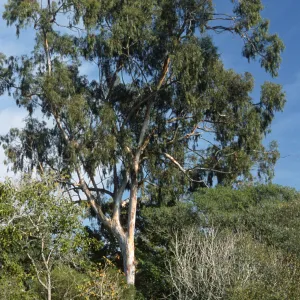 Eucalyptus camaldulensis