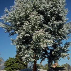 Eucalyptus cinerea
