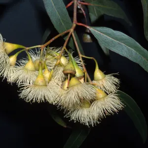 Eucalyptus cladocalyx