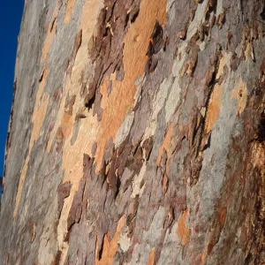 Eucalyptus cladocalyx