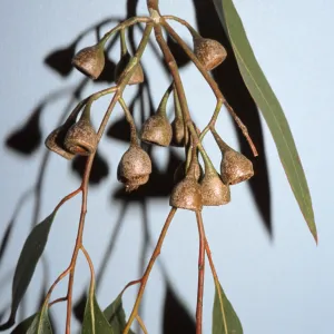 Eucalyptus cladocalyx