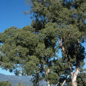 Eucalyptus cornuta
