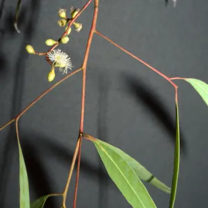 Eucalyptus creba