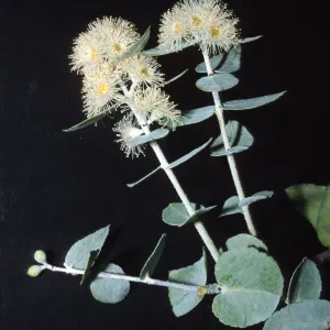 Eucalyptus crenulata
