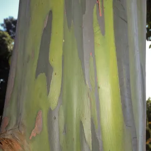 Eucalyptus deglupta