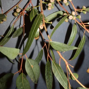 Eucalyptus diversifcolor