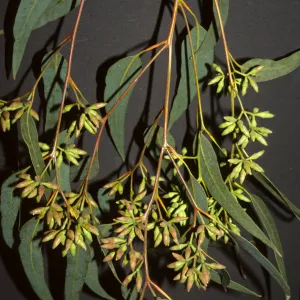 Eucalyptus fibrosa subs. fibrosa