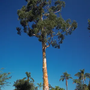 Eucalyptus globulus