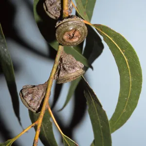 Eucalyptus globulus