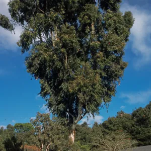 Eucalyptus grandis