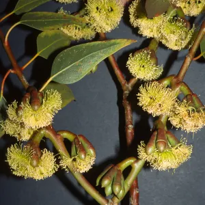 Eucalyptus grossa
